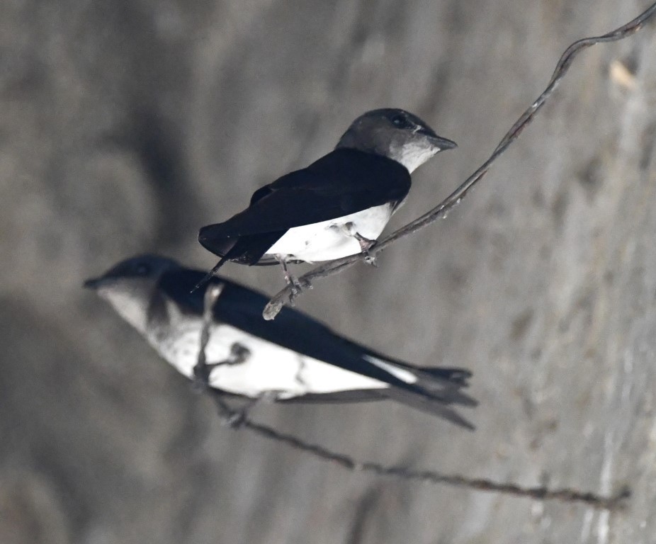 Gray-breasted Martin - ML268906081