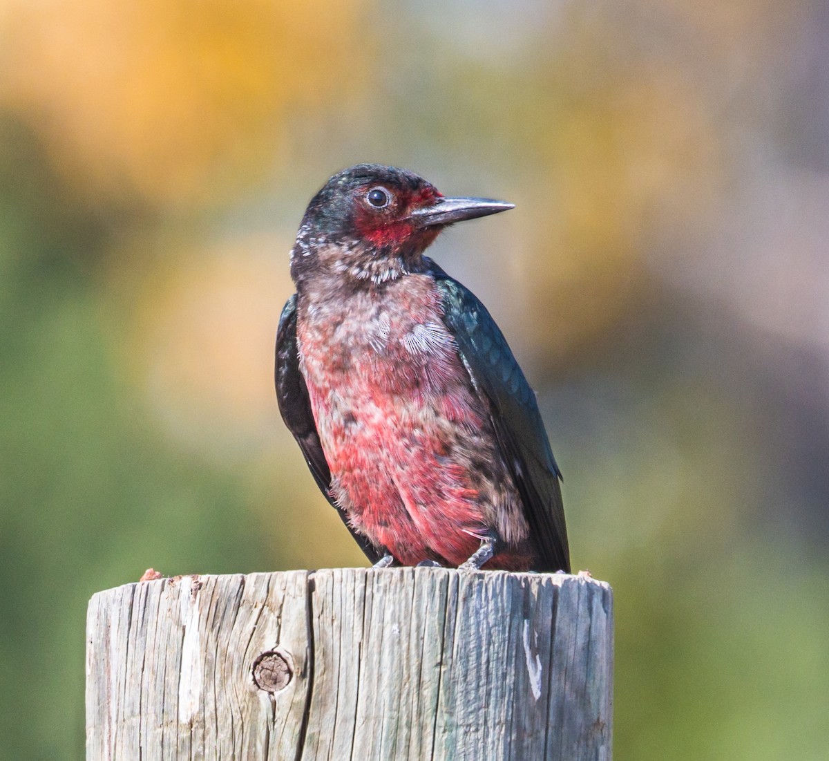 Lewis's Woodpecker - ML268911701