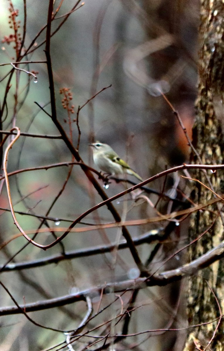 Golden-crowned Kinglet - ML268911921