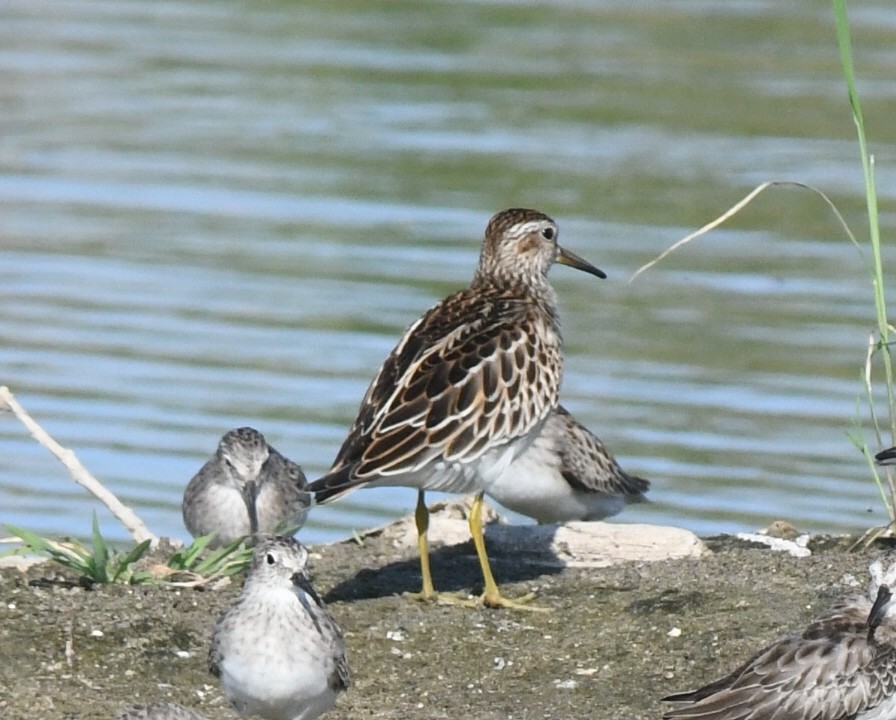 Pectoral Sandpiper - ML268912601