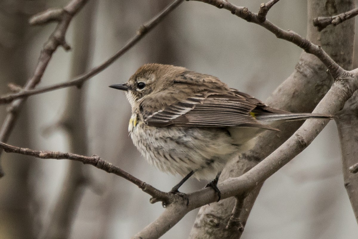 Yellow-rumped Warbler - Sue Barth