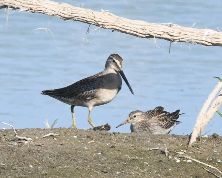 Long-billed Dowitcher - ML268912891