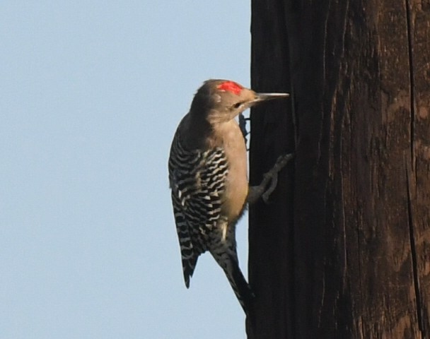 Gila Woodpecker - ML268913121