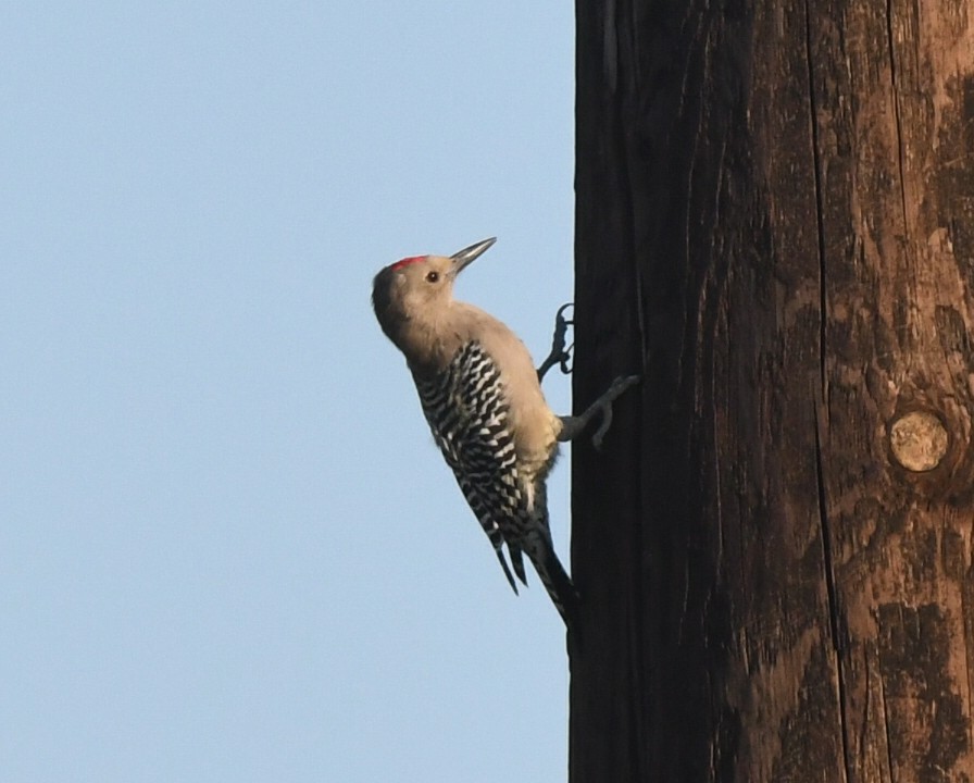 Gila Woodpecker - ML268913141