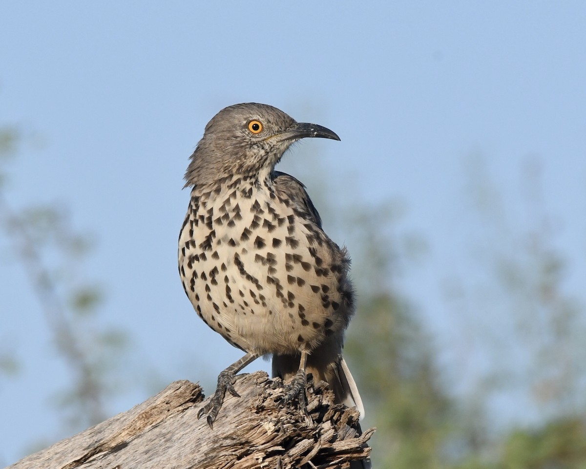 Gray Thrasher - ML268913611