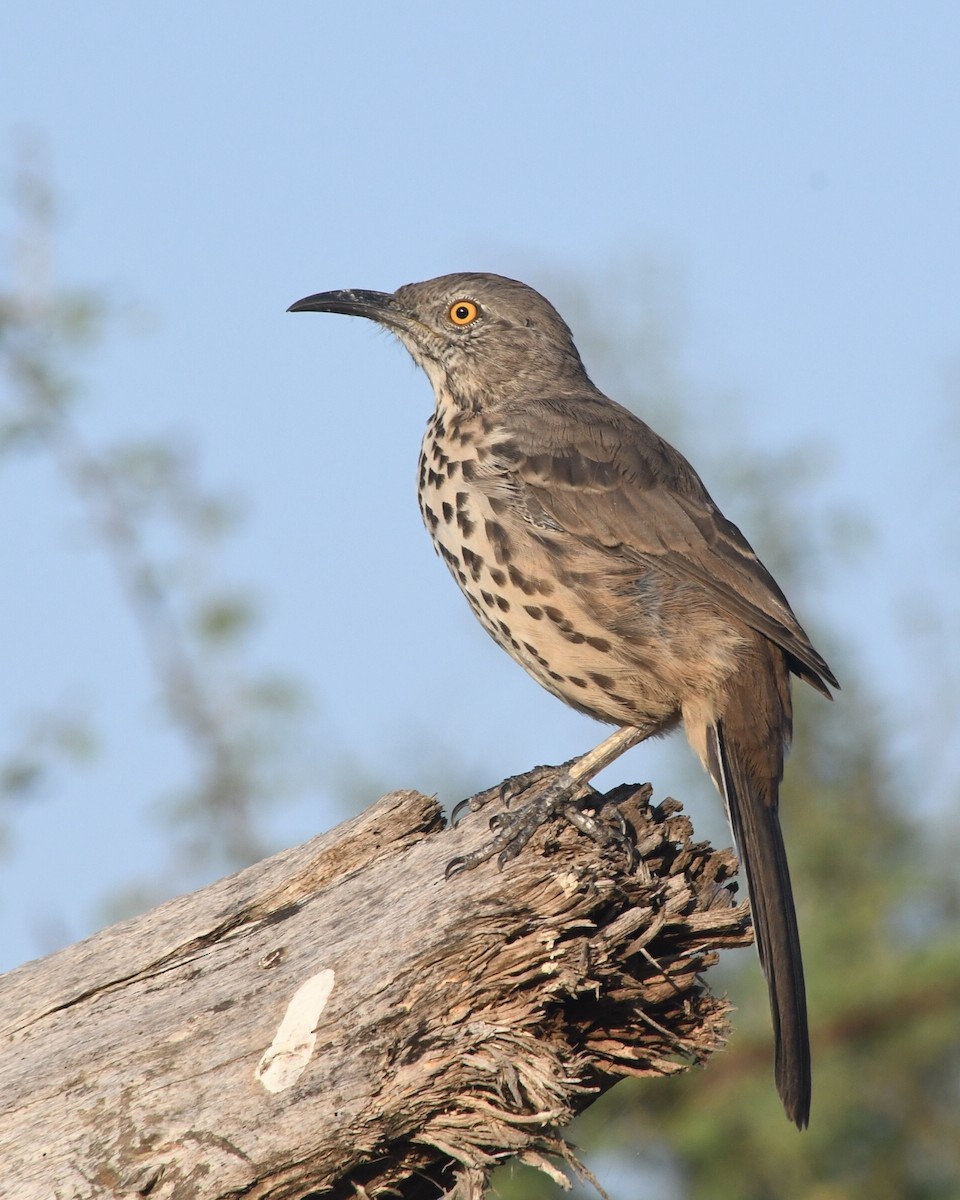Gray Thrasher - Don Hoechlin