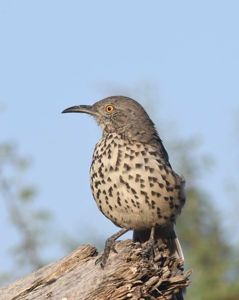 Gray Thrasher - ML268913641