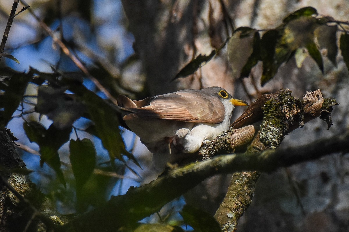 Yellow-billed Cuckoo - Patty Masten