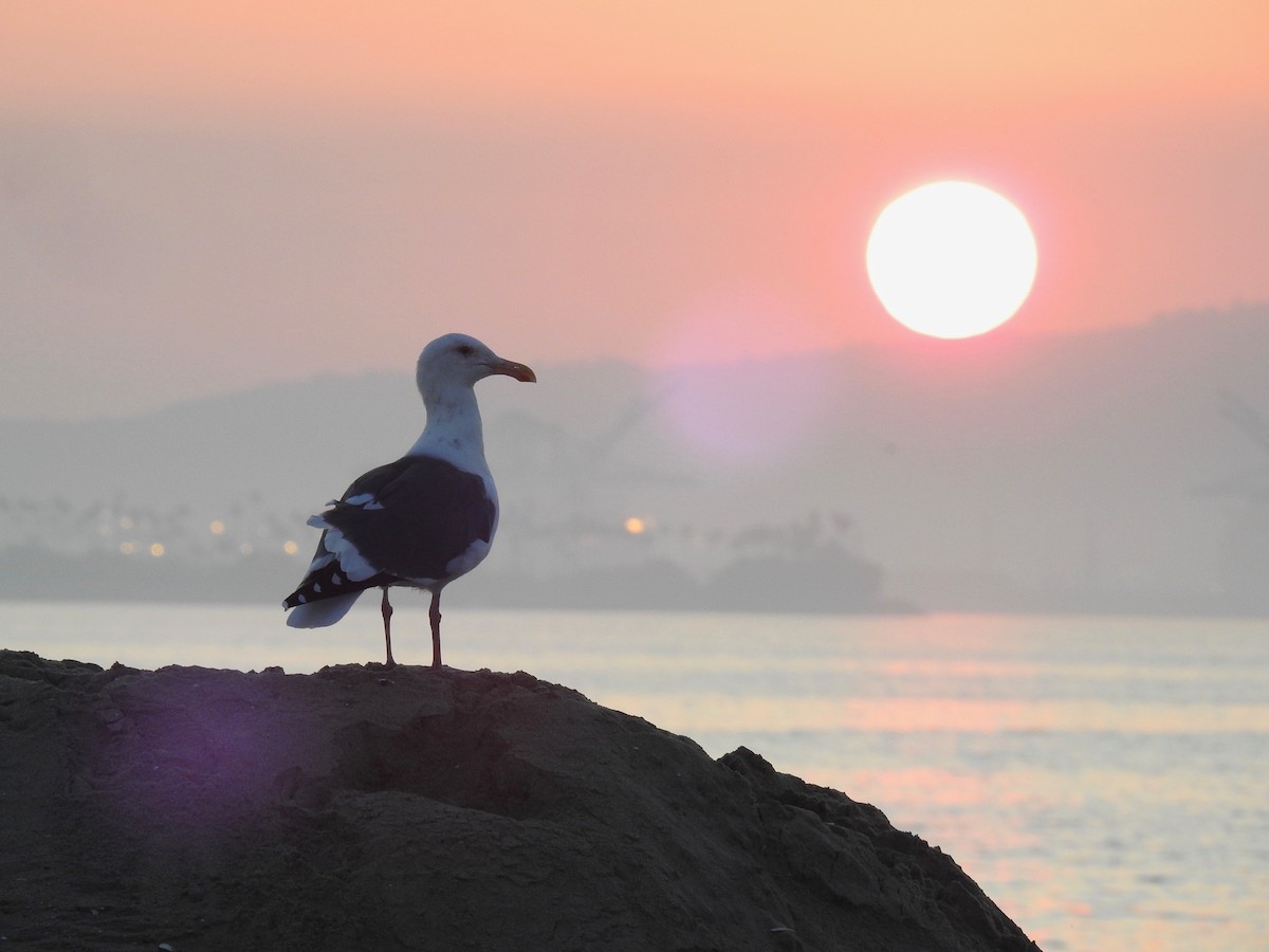 Western Gull - ML268917361