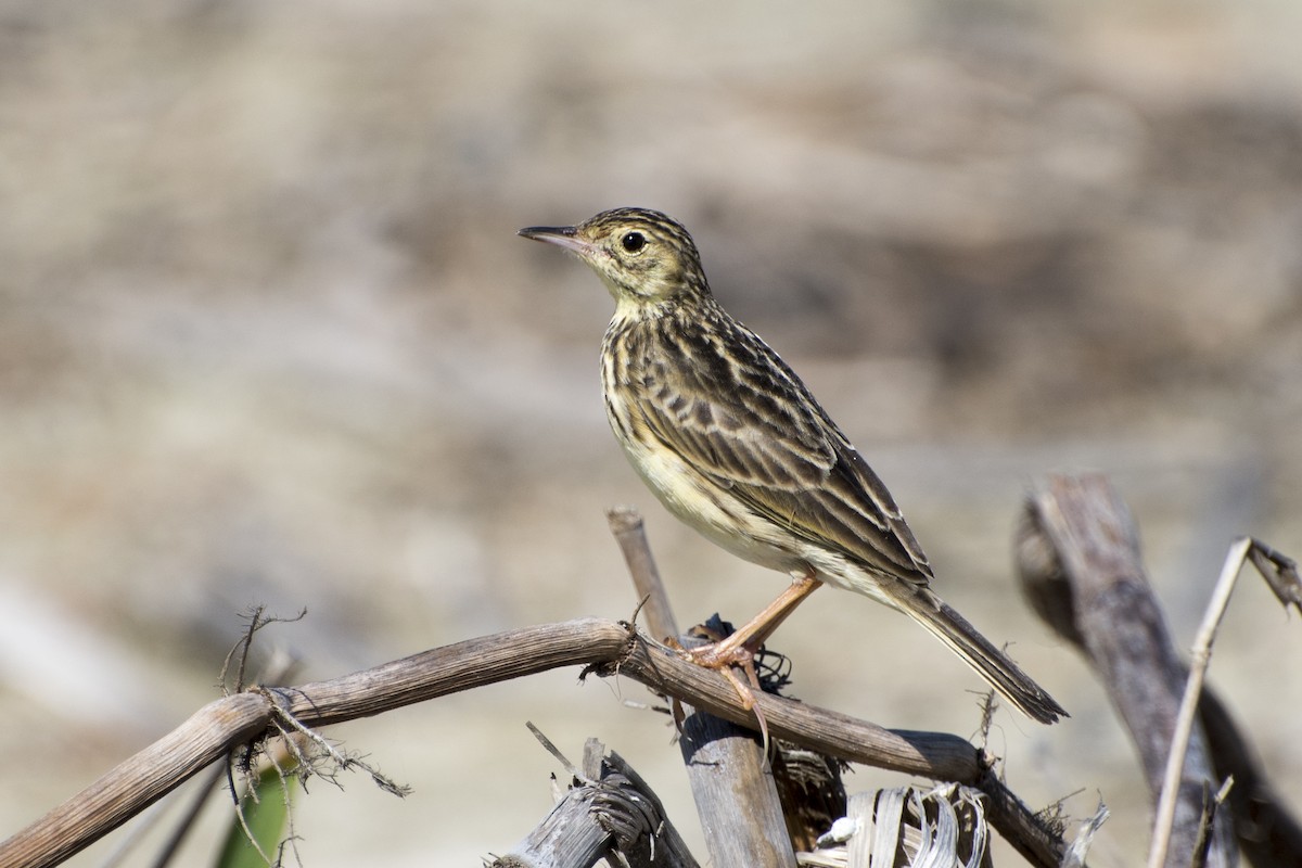 Yellowish Pipit - Luiz Carlos Ramassotti