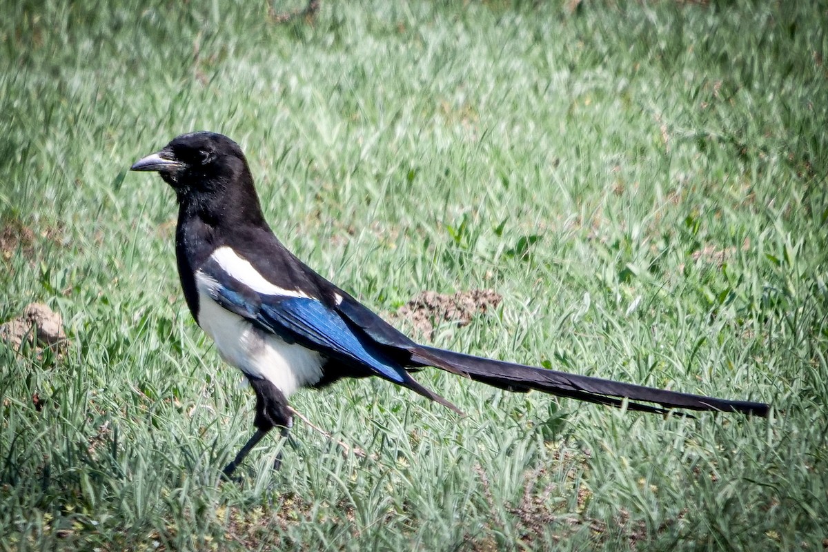 Black-billed Magpie - Roger Horn