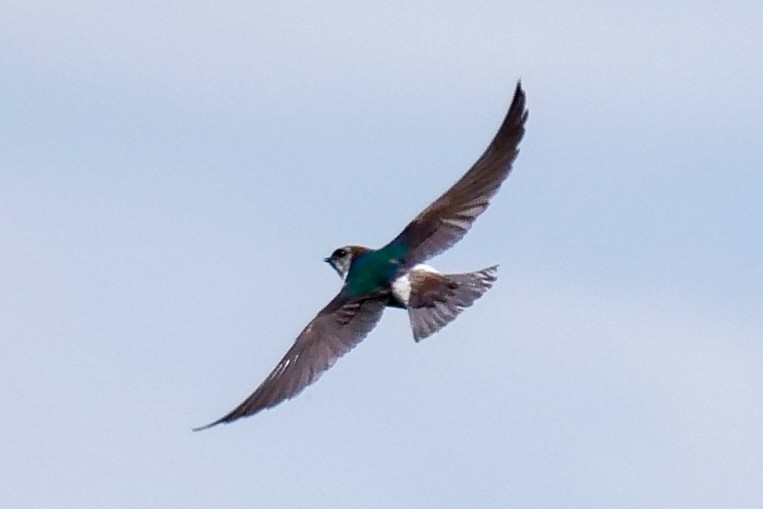 Violet-green Swallow - Roger Horn