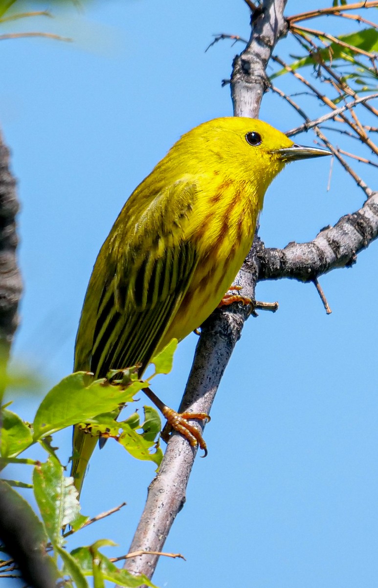 Yellow Warbler (Northern) - Roger Horn