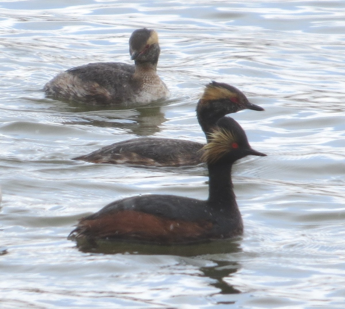 Eared Grebe - ML26891921