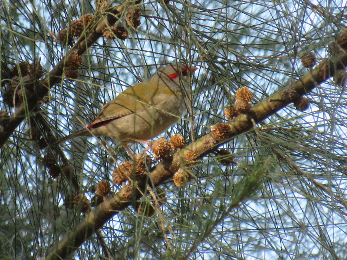 Red-browed Firetail - ML268922991