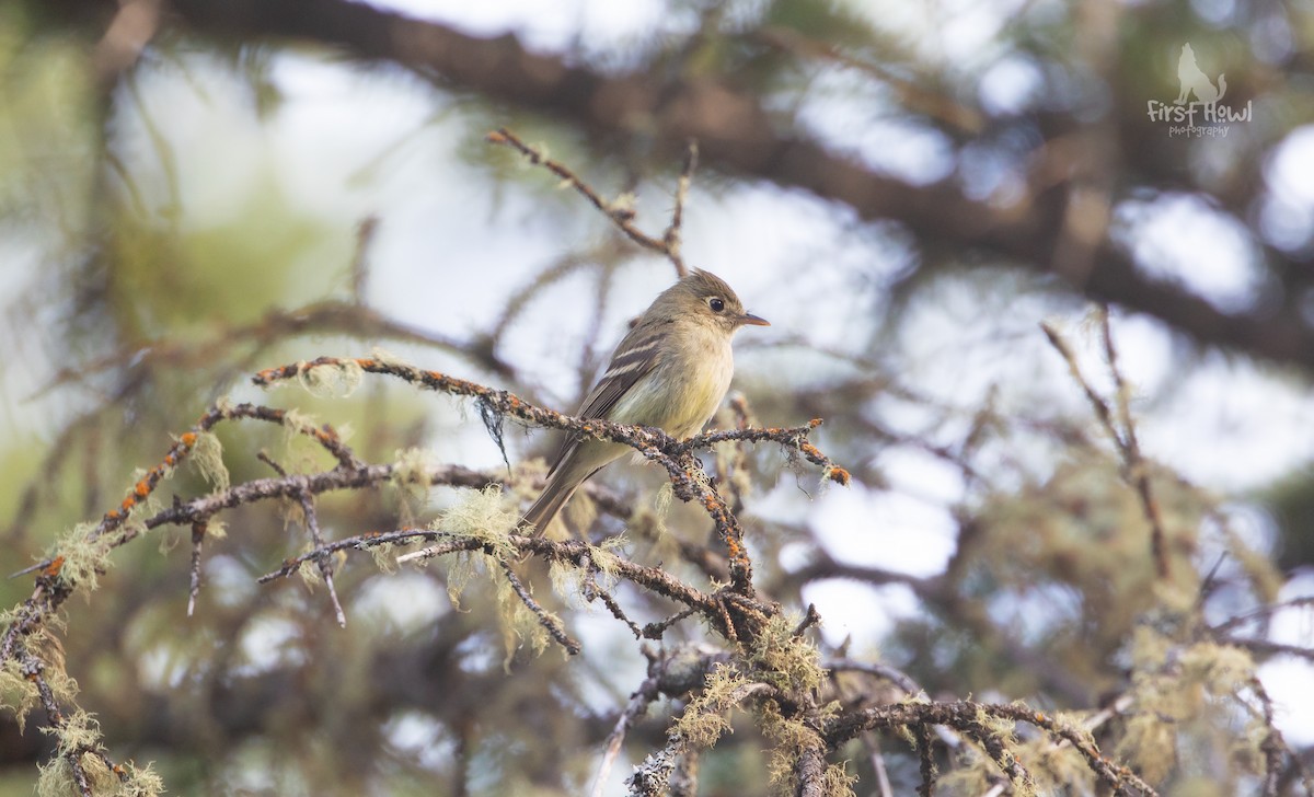 Western Flycatcher (Cordilleran) - ML268923521