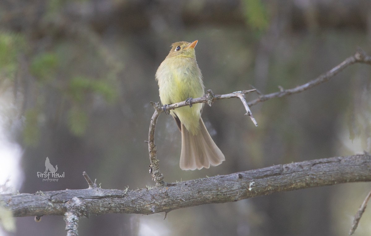 Western Flycatcher (Cordilleran) - ML268923541