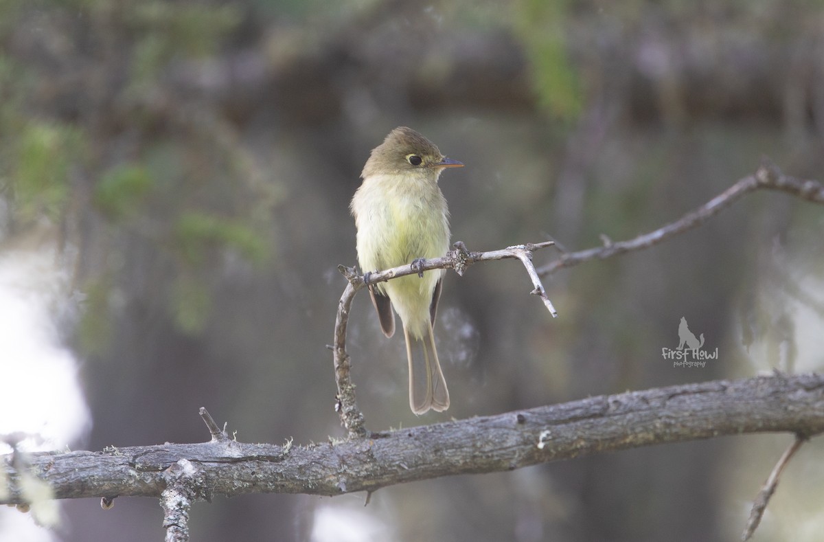 Western Flycatcher (Cordilleran) - ML268923551