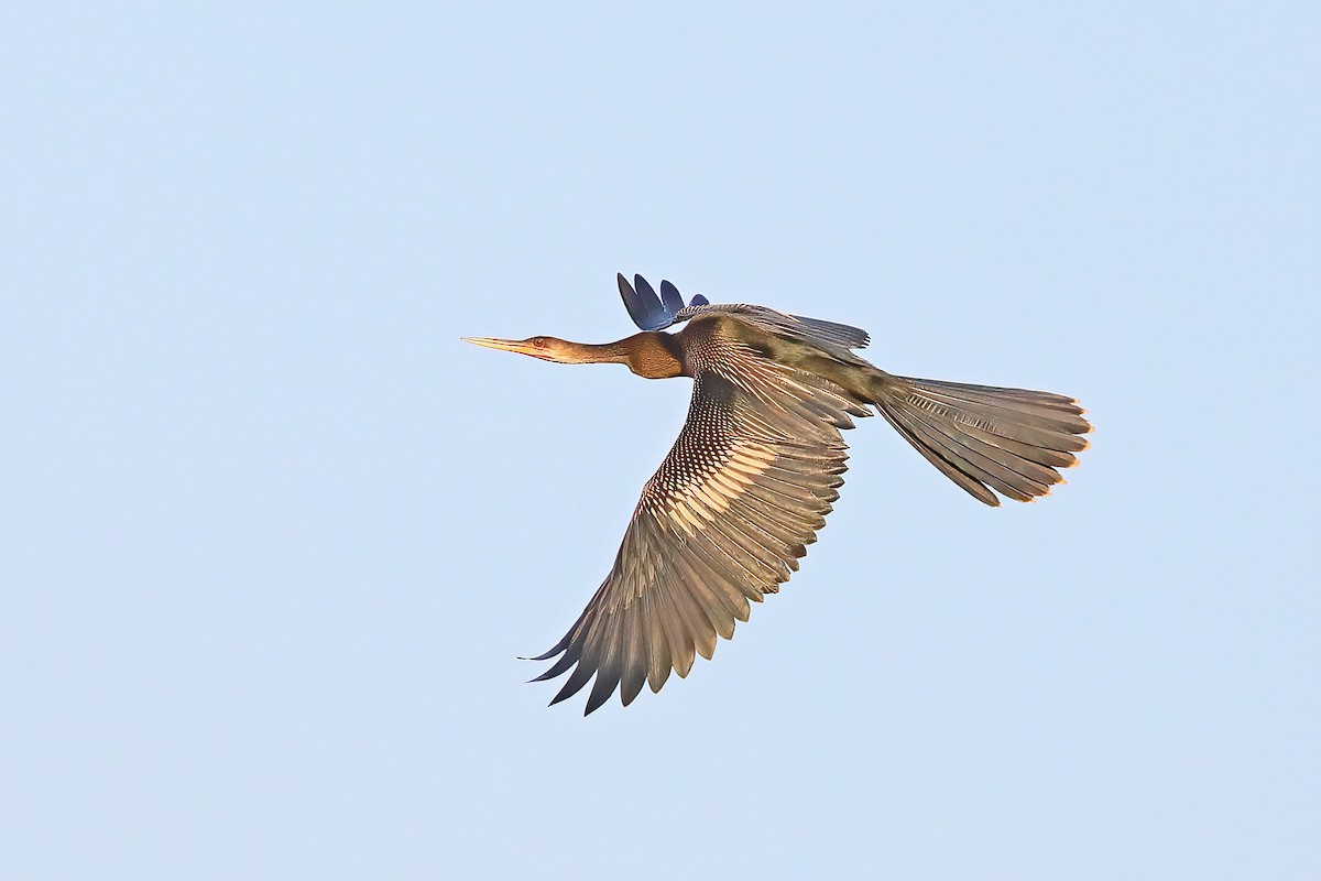 Anhinga - Greg Homel