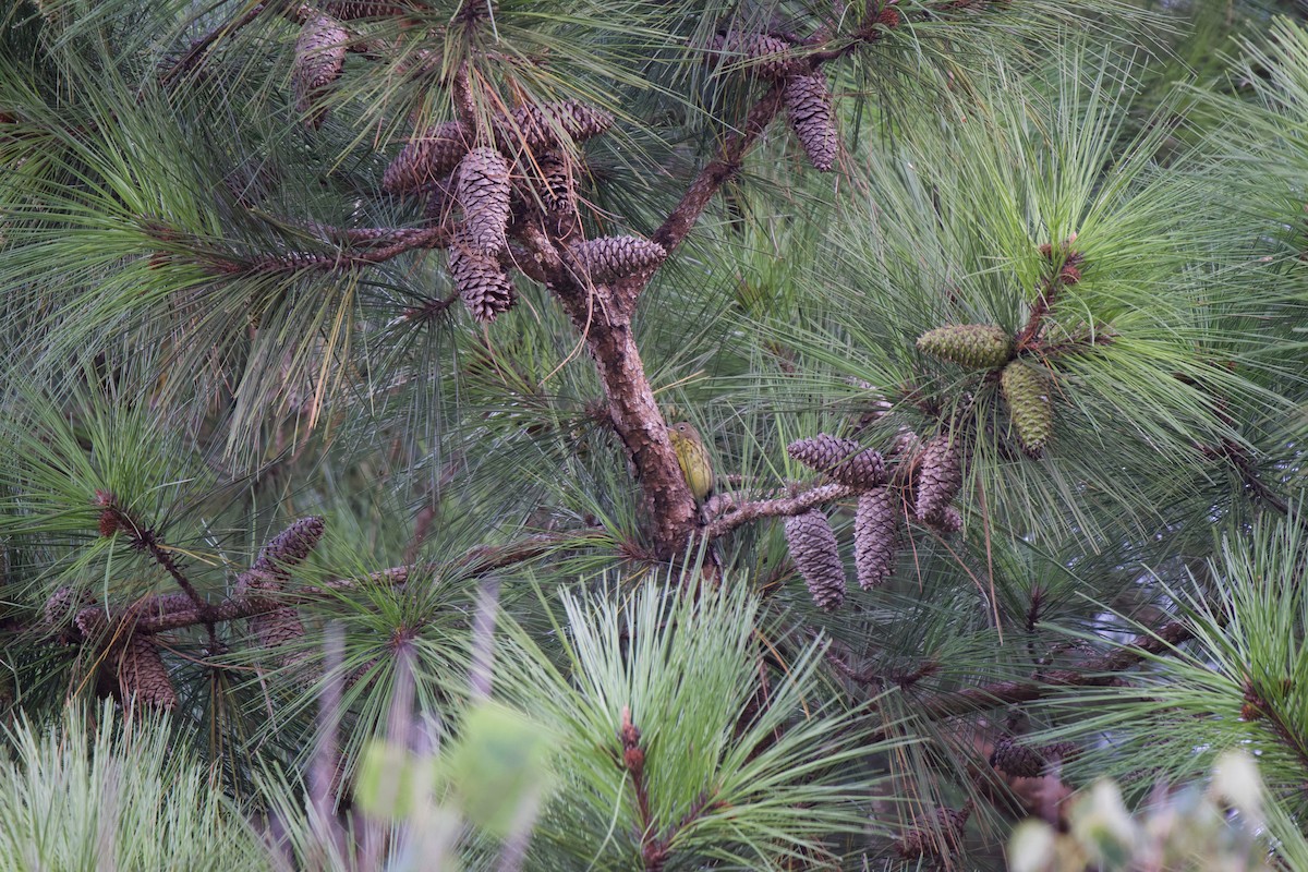 Kirtland's Warbler - ML268924341