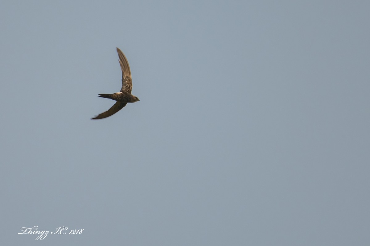 Pacific Swift - ML268924931