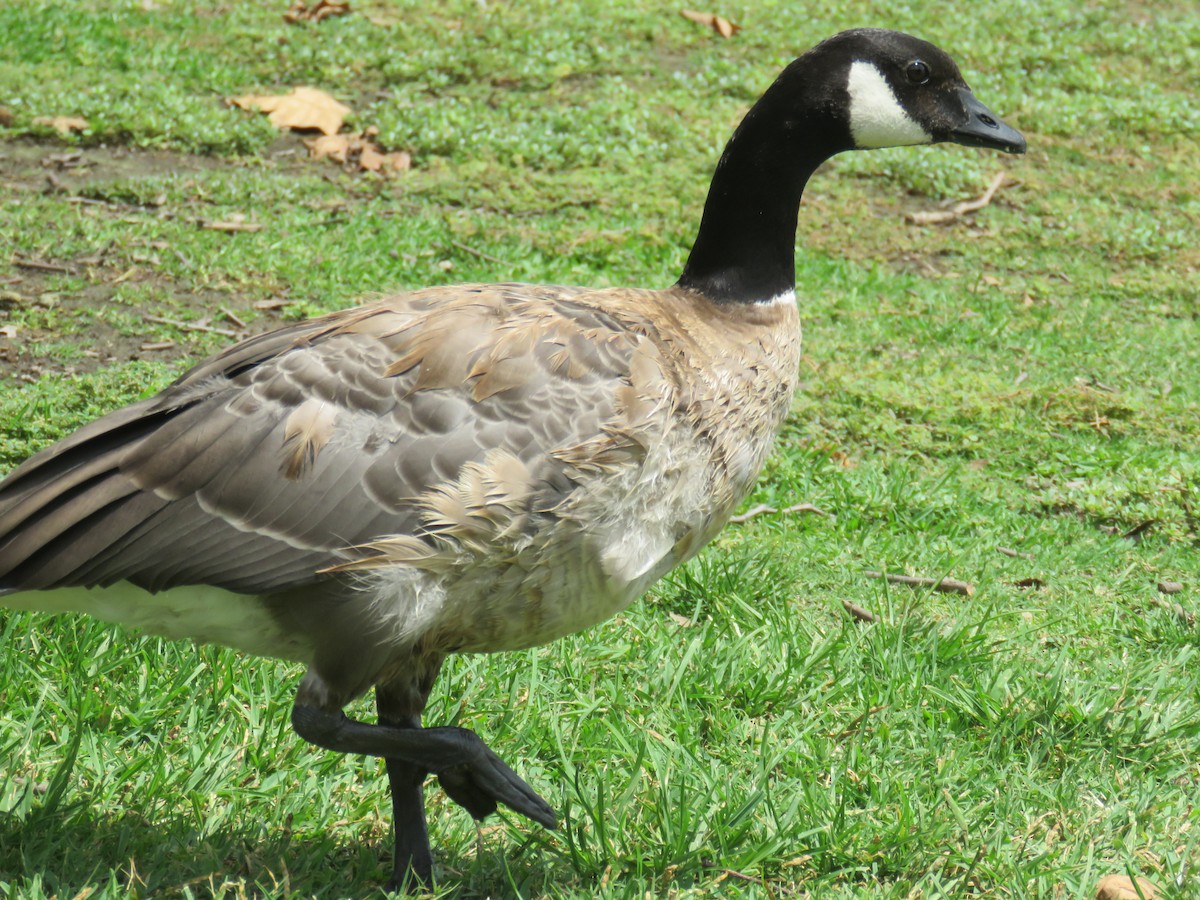 Cackling Goose - ML268925601