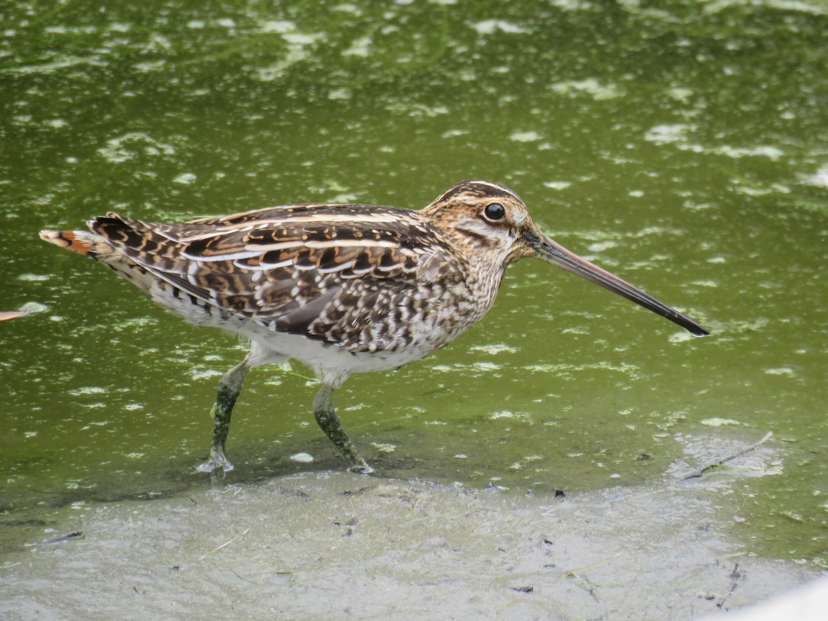 Wilson's Snipe - ML268926431