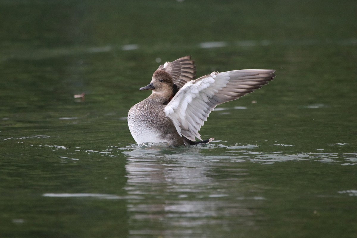 Gadwall - Rhesa Sy