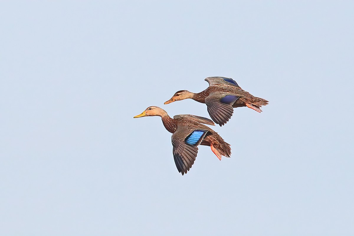 Mottled Duck - Greg Homel