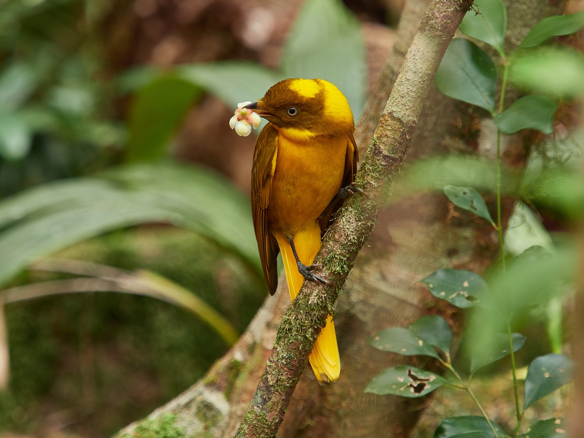 Golden Bowerbird - ML268928031