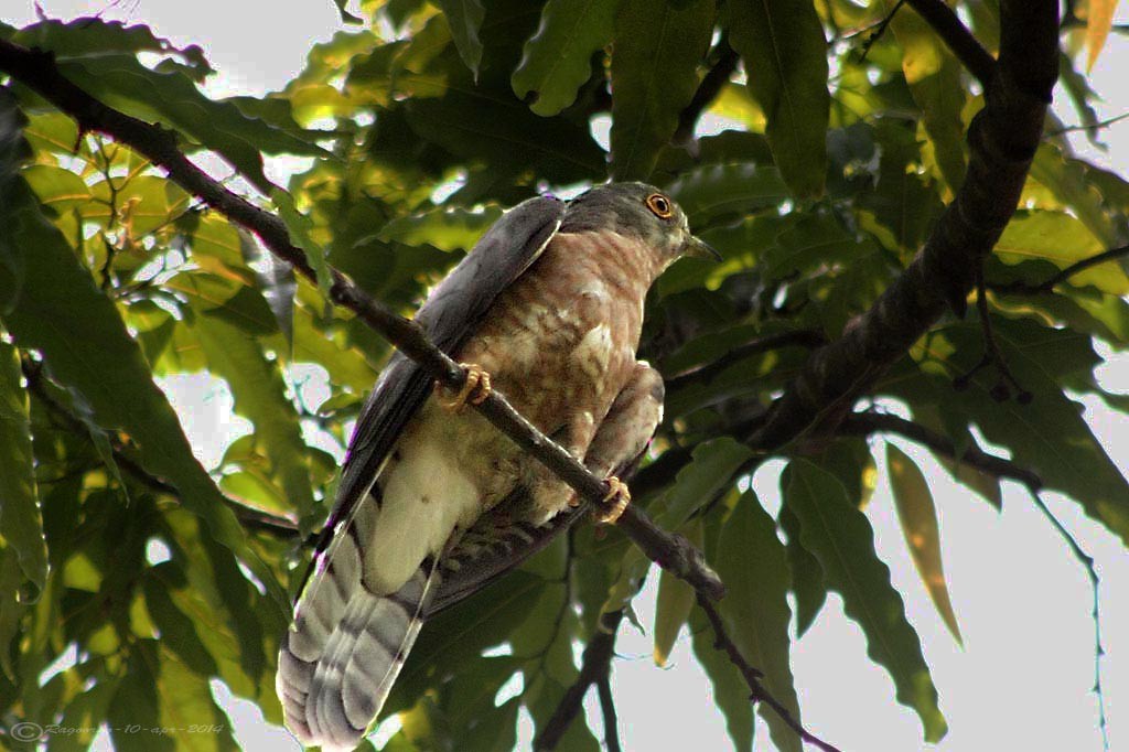 Common Hawk-Cuckoo - ML268930001