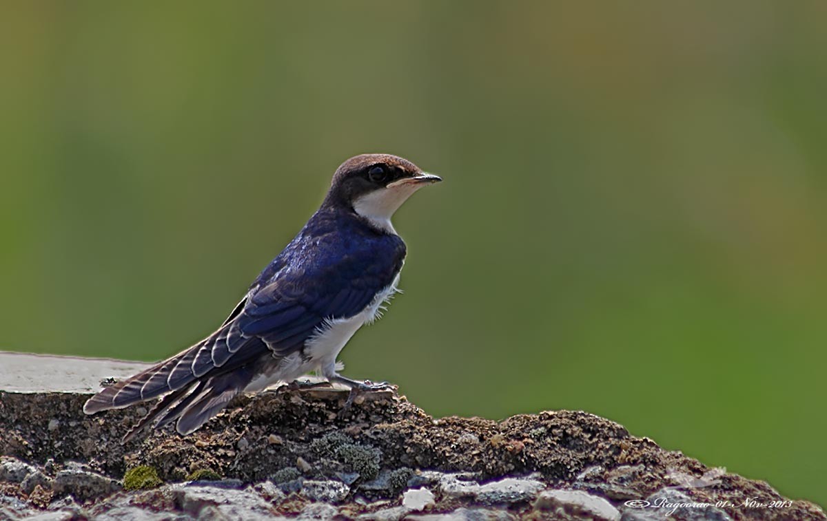 Wire-tailed Swallow - ML268930781