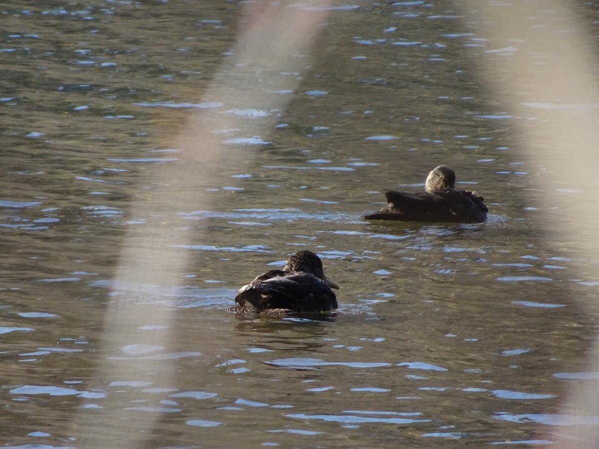 American Black Duck - ML26893101