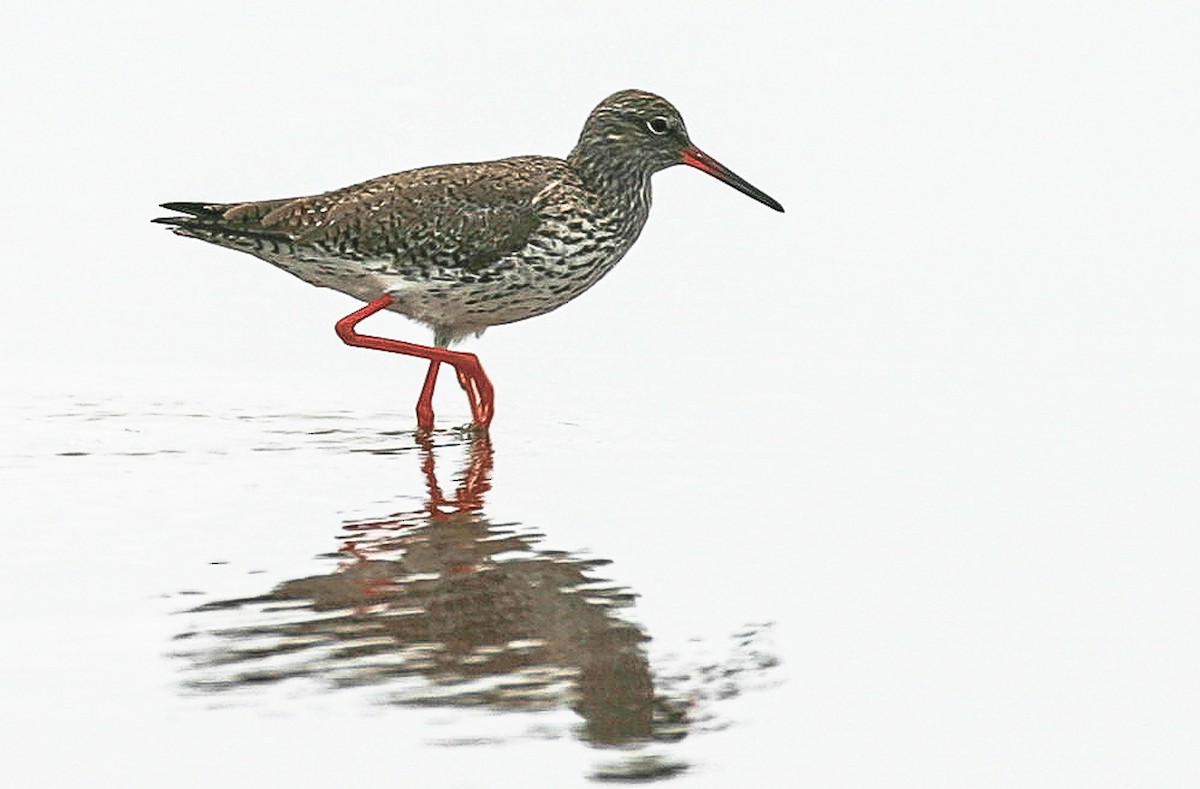 Common Redshank - Blake Matheson