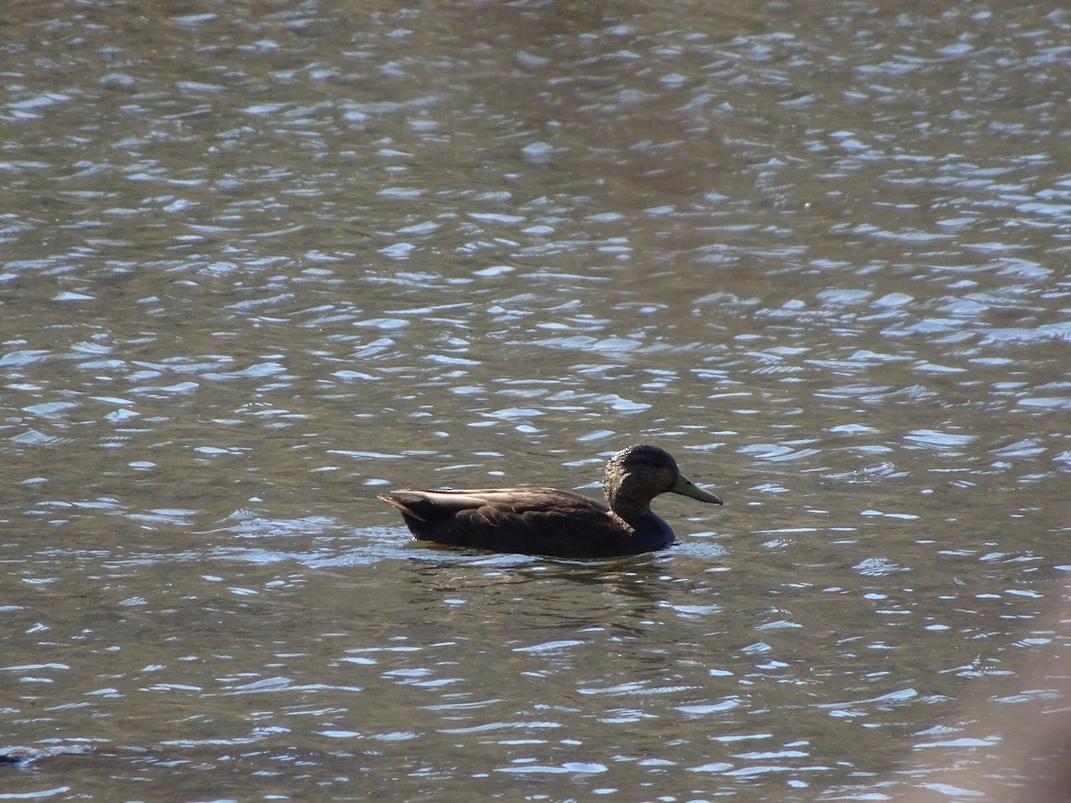 American Black Duck - ML26893111