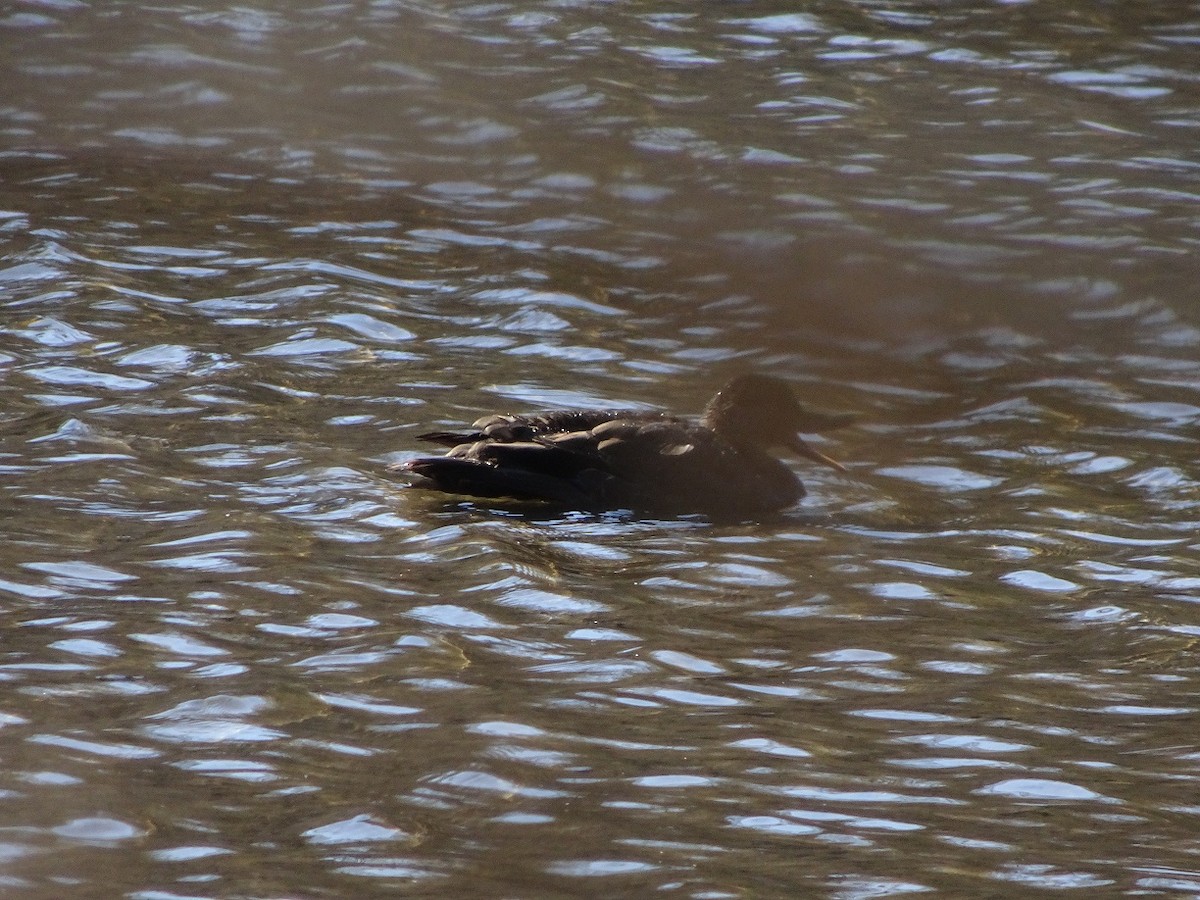 American Black Duck - ML26893121