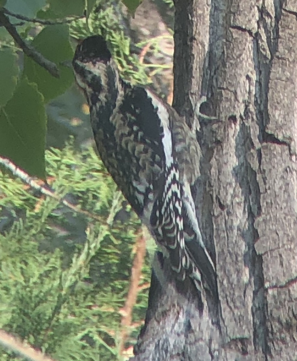 Yellow-bellied Sapsucker - ML268934391