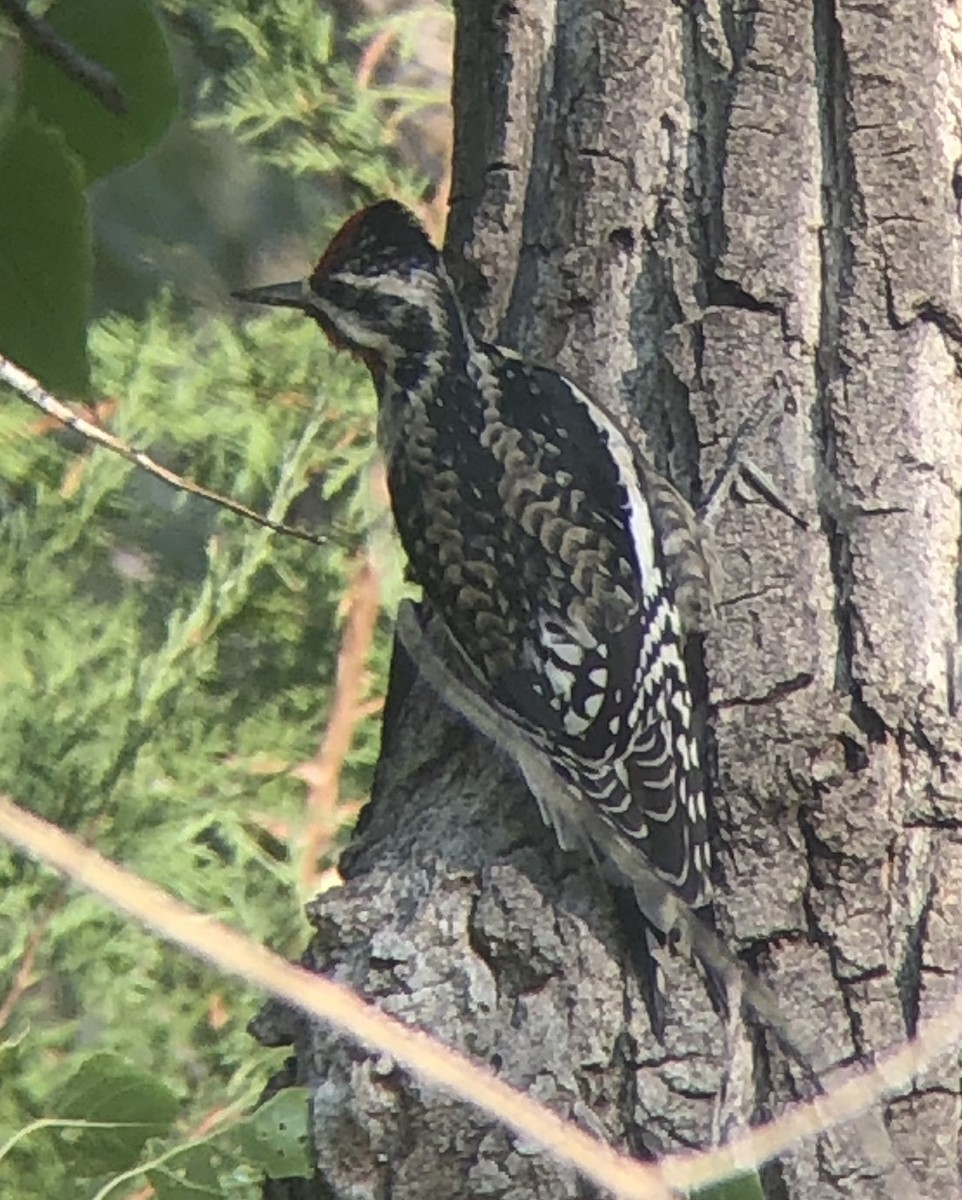 Yellow-bellied Sapsucker - ML268934411