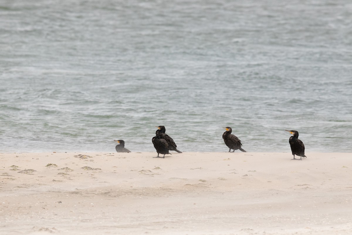Great Cormorant - ML268934931