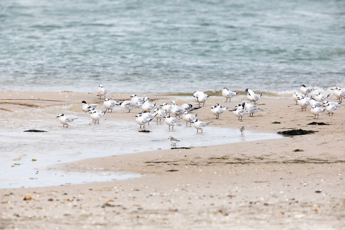 Sandwich Tern - ML268934981