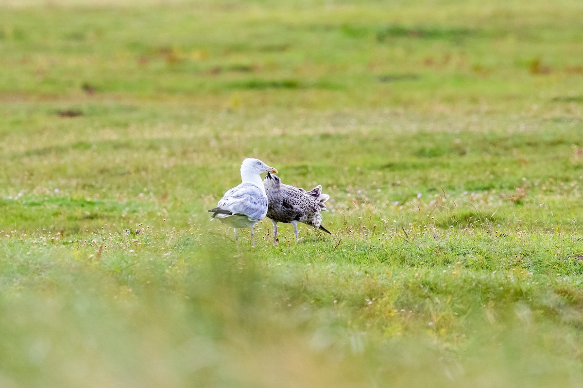 European Herring Gull - ML268935121
