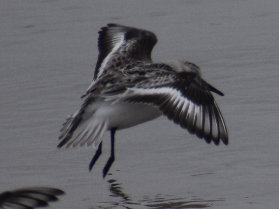 Bécasseau sanderling - ML268935181