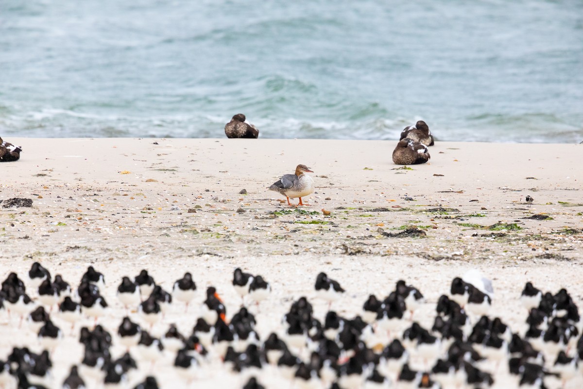 Common Merganser - ML268935391