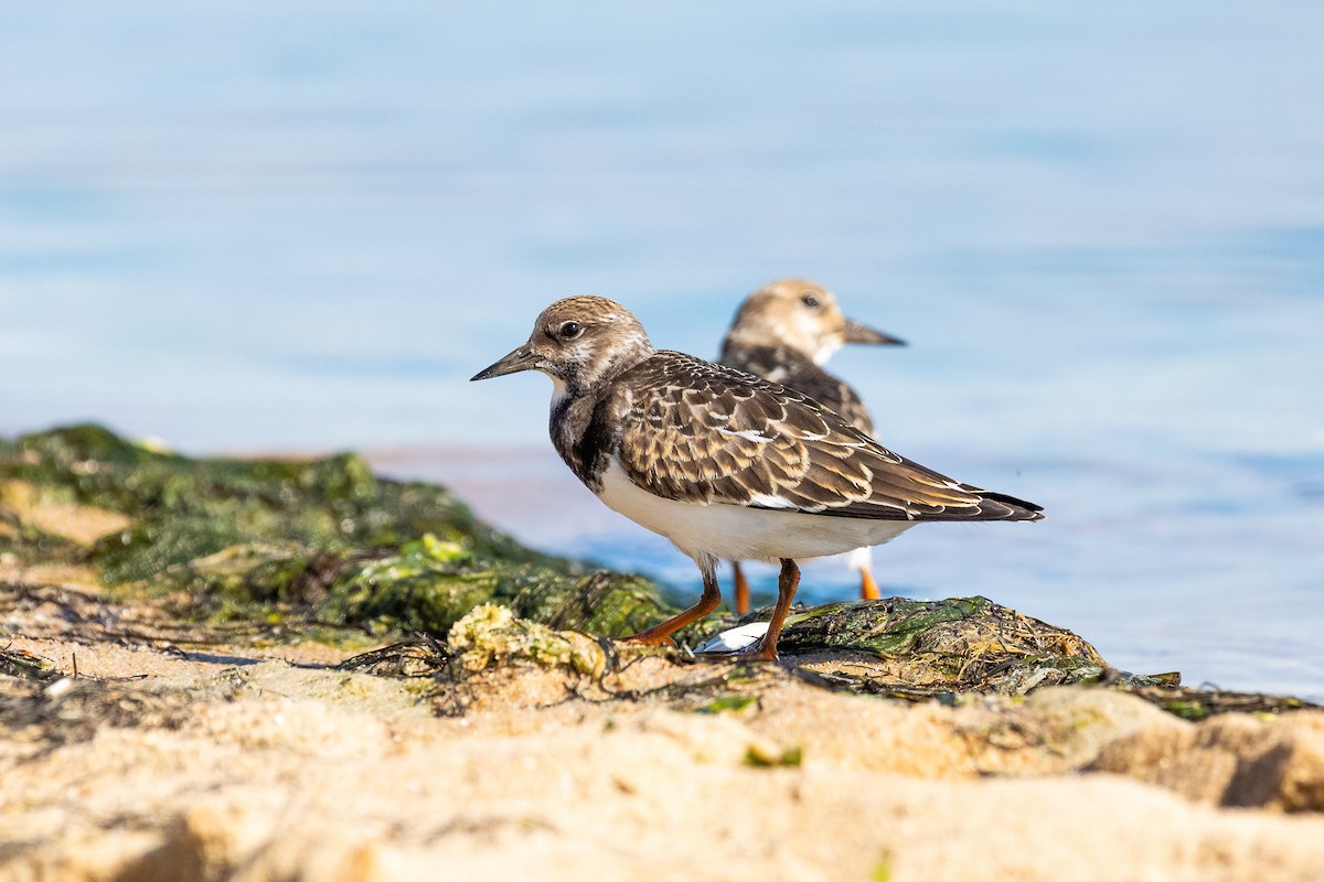 Ruddy Turnstone - ML268935641
