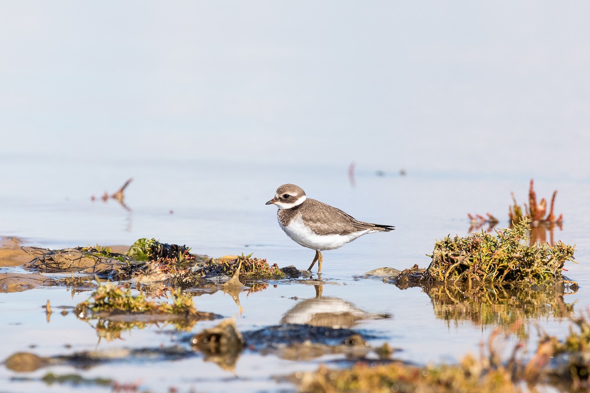 Common Ringed Plover - ML268935751