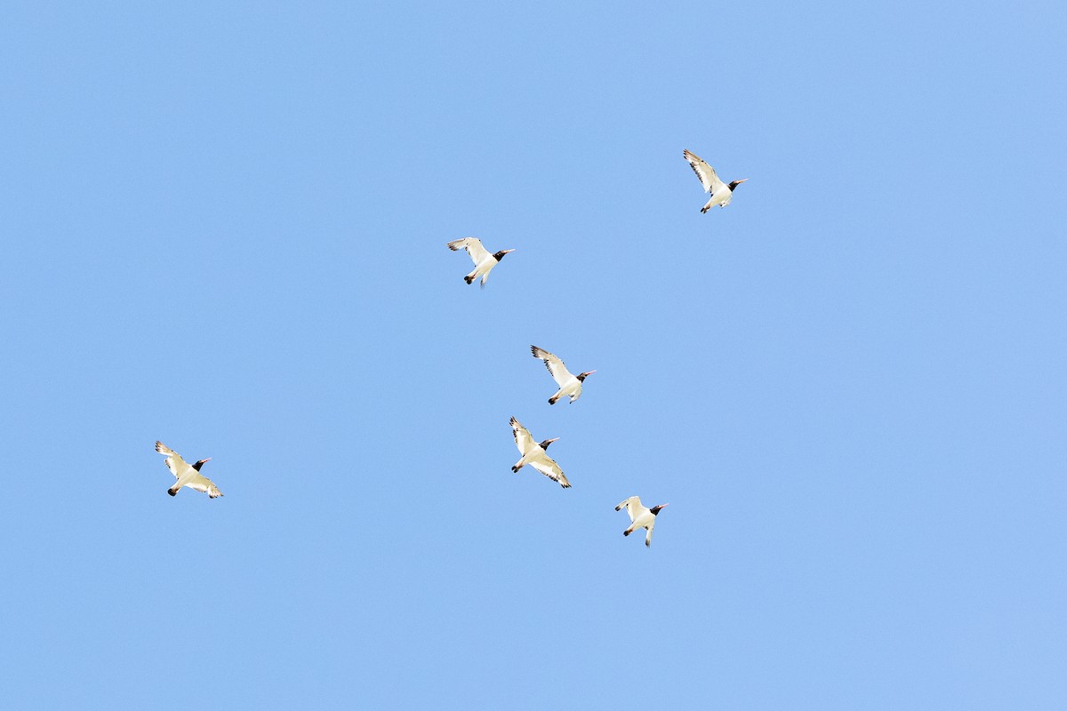Eurasian Oystercatcher - ML268935881