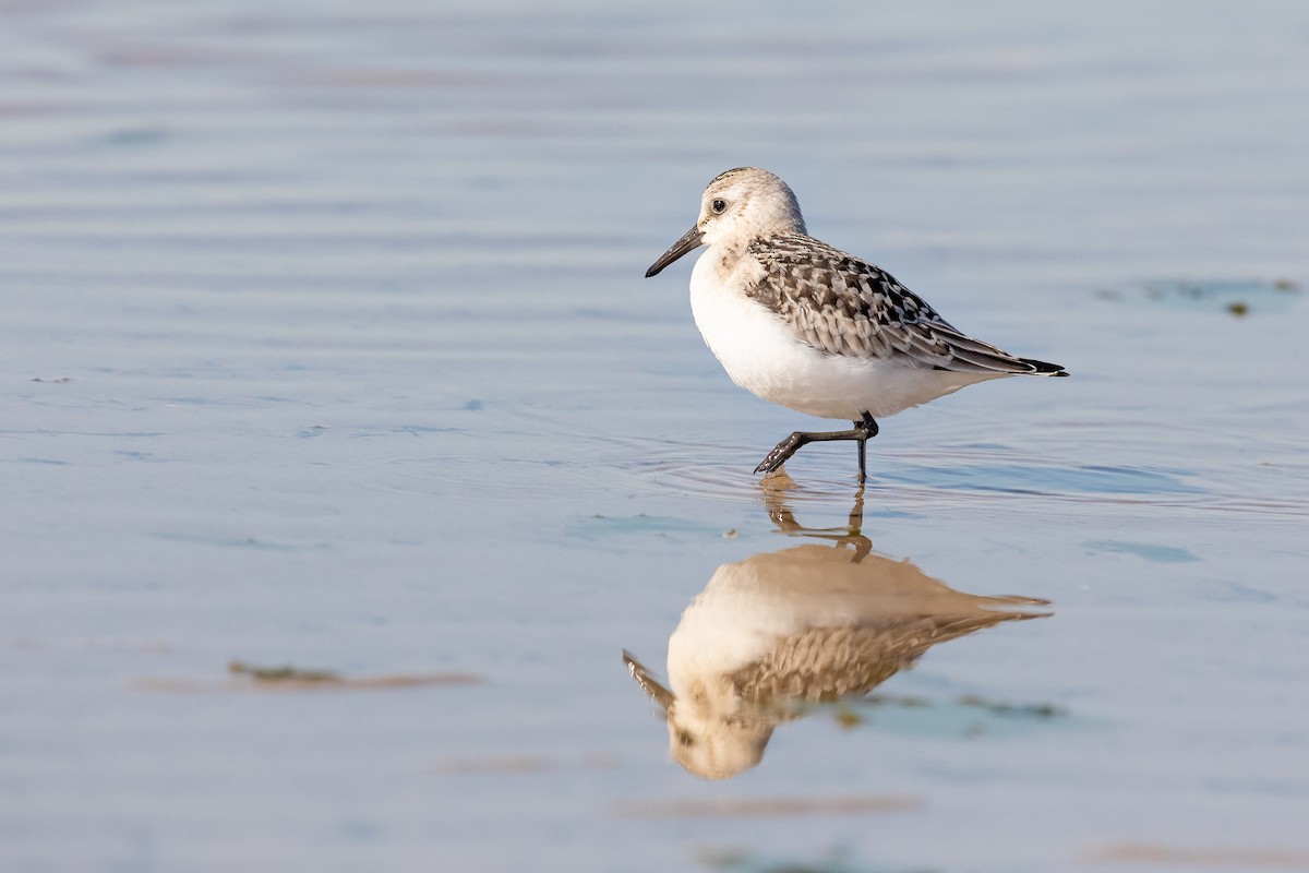 Sanderling - ML268935911