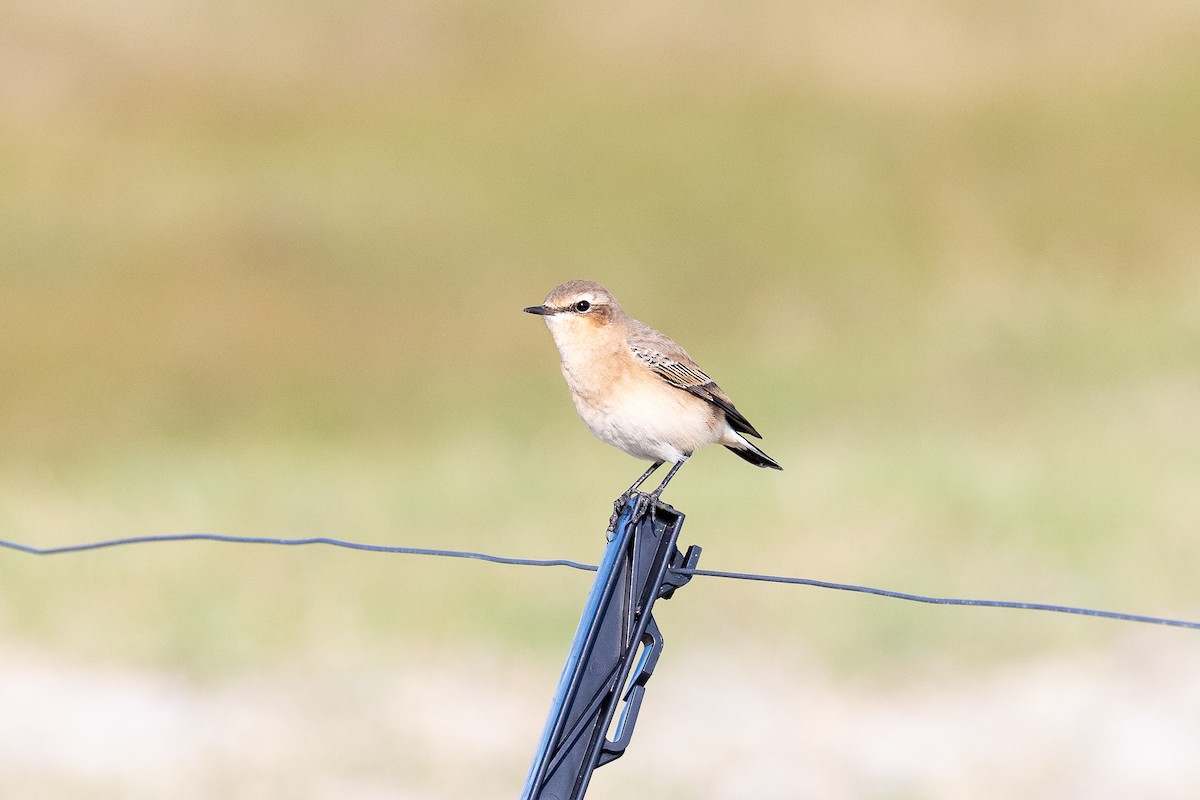 Northern Wheatear - ML268935931