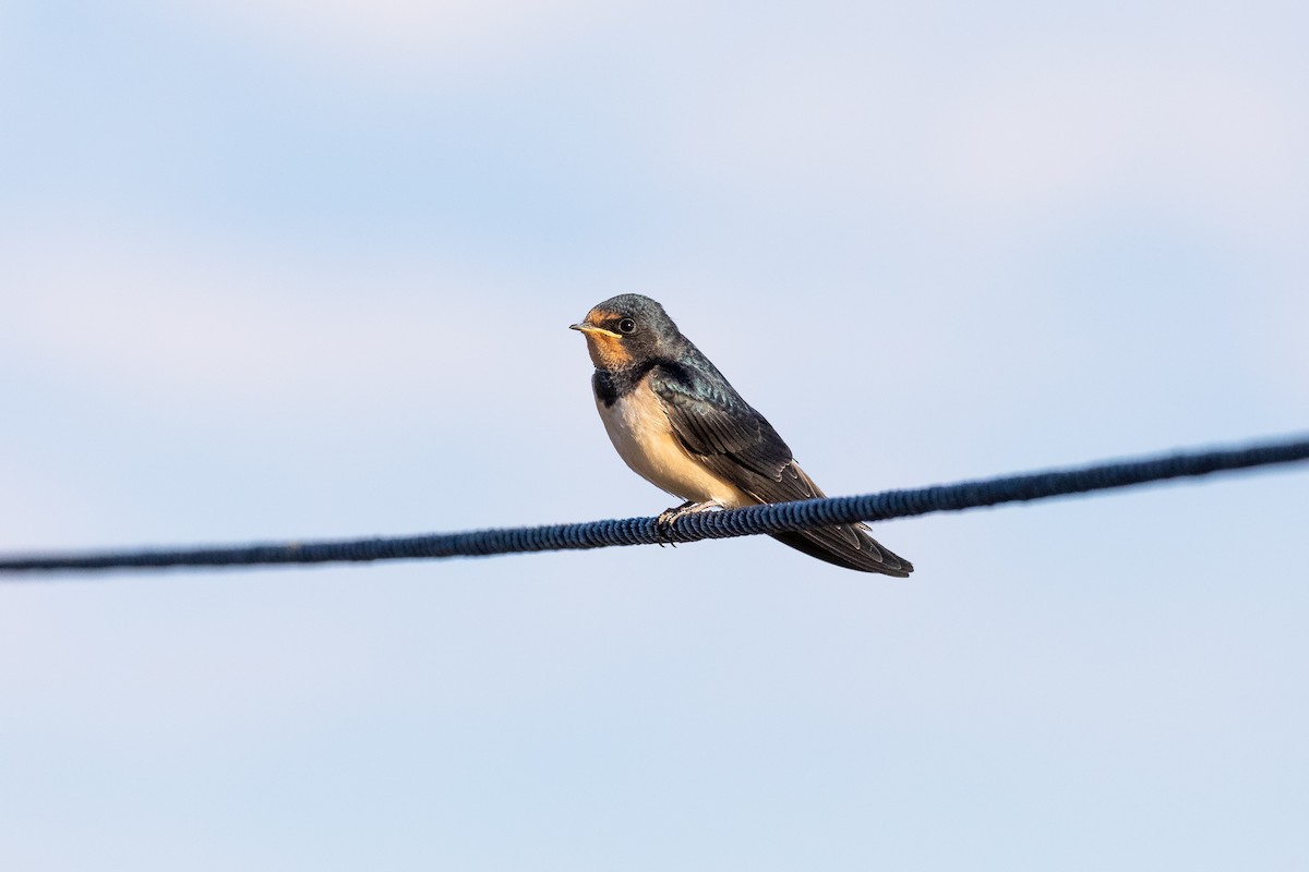 Barn Swallow - ML268935961