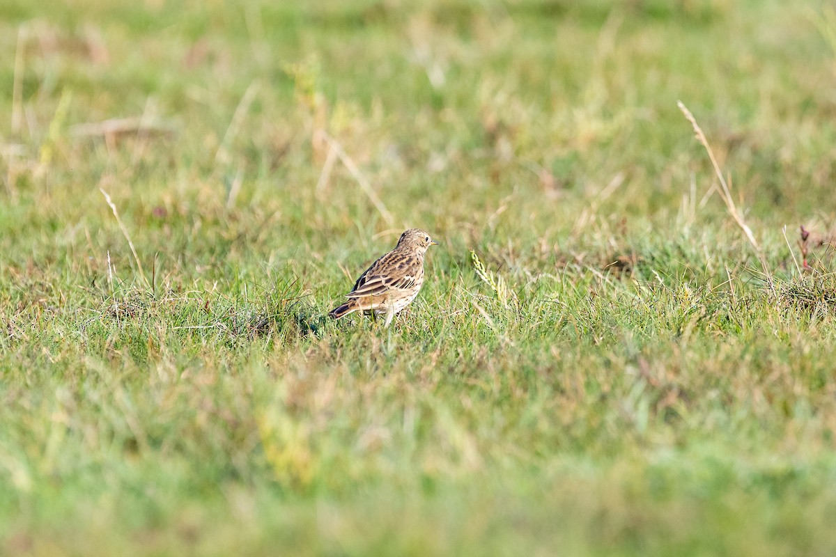Meadow Pipit - ML268936001